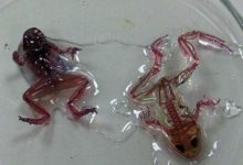 科研機構發現透明青蛙，挖掘其成因後，眾人紛紛垂下了頭！-頭條楓林網