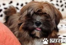 狗狗挑食怎麼辦 解決狗狗挑食的根源及辦法介紹-頭條楓林網