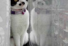 奶牛貓和二哈不能同時養 會被蠢哭 網友：攜手在犯二的道路上越走越遠-頭條楓林網