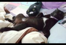 網友回家發現貓正躺在床上睡覺，這四腳朝天的睡相，也太丑了吧！-頭條楓林網