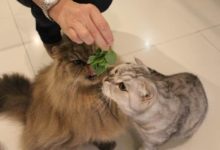 觀看一隻吸薄荷的貓：產生老鼠幻覺，精神恍惚吐舌打滾整隻貓都神經了-頭條楓林網