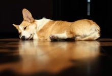 【個人養狗經驗分享】柯基睡地板著涼咳嗽，柯基睡一晚地板著涼了-頭條楓林網