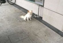 女孩去銀行取錢發現門口栓了只狗，再一看它身後的牌子，當時就笑噴了！-頭條楓林網