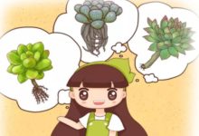 半死的多肉插瓶裡，立馬冒出大白根，夏天就靠這招了！-頭條楓林網