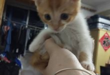 那個得口炎被拔光牙流浪貓，後來怎麼樣了？-頭條楓林網