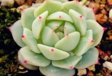 夏天多肉的9個雷區，千萬得避開，不然活不過3天！-頭條楓林網