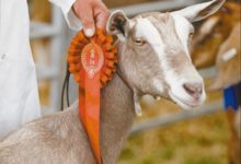 動物「選美」-頭條楓林網