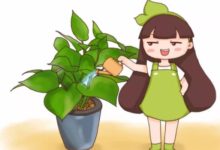 澆花摻點小東西，綠蘿文竹…長瘋了，呼呼直躥20米！-頭條楓林網