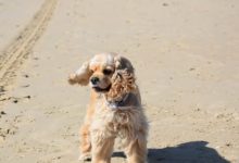 夏天來了，盤點體味重的五大狗狗，切記繞道而行！第一名簡直出乎意料！-頭條楓林網
