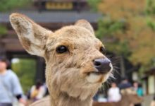 奈良50多頭小鹿集體出走，當地人表示「長這麼大頭一回見…」-頭條楓林網