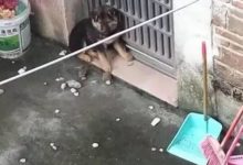 一群孩子用石頭砸流浪狗，狗狗被逼到角落，它的反應讓人心疼！-頭條楓林網