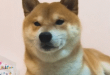 柴犬的臉像大餅，主人幫狗瘦臉，上去就是連續幾巴掌-頭條楓林網