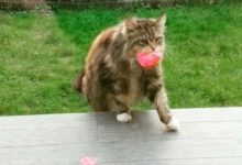 女子連續幾日在門廊發現花，竟是鄰居貓咪送的-頭條楓林網