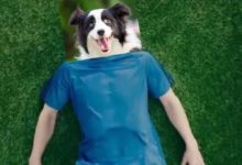 我是邊境牧羊犬，我現在慌的一批-頭條楓林網