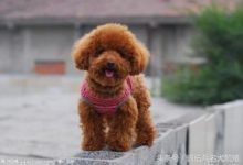 最適合家庭餵養的9種寵物-頭條楓林網