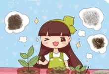 剪這個枝扦插，怪不得插啥都不活，插100盆都白搭！-頭條楓林網