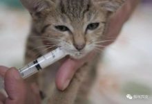 喂貓咪吃藥其實可以很簡單-頭條楓林網