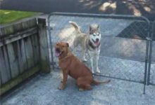 比特犬總往門外跑 原來是和哈士奇在「談戀愛」 好肉麻！-頭條楓林網