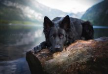 我養狗，很多時候並沒有真的和它們相伴-頭條楓林網