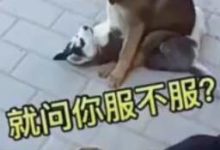 哈士奇被德牧按在地上教訓，沒想到最後卻被柯基給救了....-頭條楓林網