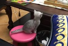 主人加班到深夜 回家後被眼前這一幕暖哭了 網友：能得此貓 夫復何求-頭條楓林網