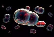 核武器、生化武器、AI武器、合成生物武器 人類早晚死在自己手裡-頭條楓林網