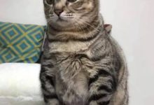 喵星人這幾年積攢的小肚子，好肥....-頭條楓林網