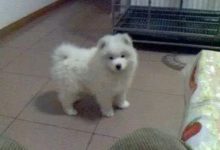 將一個薩摩耶從小養到大是什麼體驗？-頭條楓林網