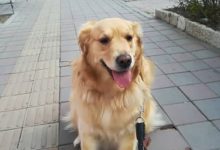 為了給自己家的金毛減肥，鏟屎官絞盡腦汁...網友：這麼胖的狗應該是奶奶帶大的吧-頭條楓林網