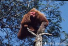 下一任地球霸主居然是這種不起眼的生物，體型不足人類的十分之一-頭條楓林網