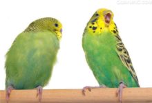 我家鸚鵡下蛋啦-頭條楓林網