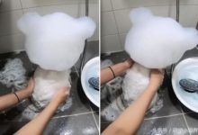 洗澡任媽媽擺布的天使汪變泡泡熊，銷魂背影讓網友笑：快轉過來-頭條楓林網