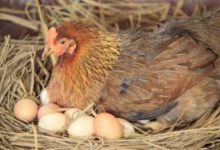 到底是先有雞還是先有蛋？哲學上講不清，但生物學上很明確-頭條楓林網