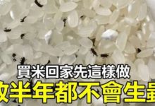 買米回家先這樣做，放半年都不會生蟲-頭條楓林網