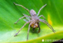 小小蜘蛛竟也會天空飛行？物理學界又出新發現！-頭條楓林網