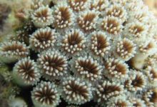 珊瑚礁的“綠洲”為人們提供了一線希望-頭條楓林網