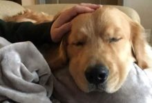 為什麼說狗狗是家人，看了這些你會懂-頭條楓林網