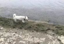 薩摩耶被拉布拉多騙去玩水，主人來找薩摩耶，拉布拉多拉著薩摩尾巴不讓走…-頭條楓林網