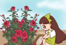 奶奶家的月季，吃了一斤豬肉餡，分分鐘爆筍冒花苞！-頭條楓林網