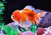 這麼漂亮的金魚走一波吧。-頭條楓林網