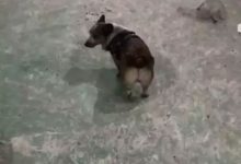 柯基半夜回家，主人見到它忍不住扶著牆大笑：你去挖煤了？-頭條楓林網