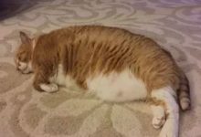 都說了養貓別養太肥，這下好了吧？三十多斤的肥貓砸身上...後悔不？-頭條楓林網