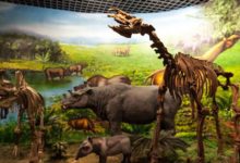 恐龍滅絕的撞擊坑附近竟然能夠迅速恢復生機，生態系統效率如此之高-頭條楓林網