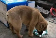 收養一隻流浪小土狗，不料因為這一點，奶奶堅決反對我養它！-頭條楓林網