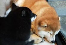 胖柴犬，這怕是只柴豬吧。-頭條楓林網