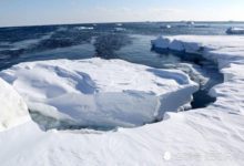 在寒冷的北極海洋中，竟然還存在如此「龐大」的生物-頭條楓林網