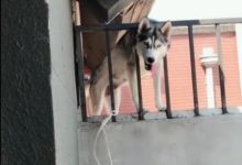 二哈伸長舌頭在陽台，為看外面風景，要變成熱狗了！-頭條楓林網