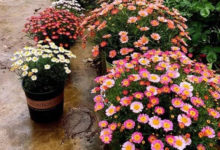 @她把1種花養到無敵，賽過別人10個花園！-頭條楓林網