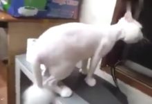 白貓剃毛後橘貓就不和它玩了 最後小眼神亮了 雖然心疼可忍不住笑出聲-頭條楓林網