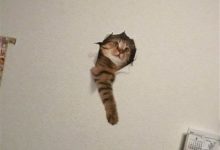 牆上長出貓咪來，終於可以每天吸貓了！-頭條楓林網